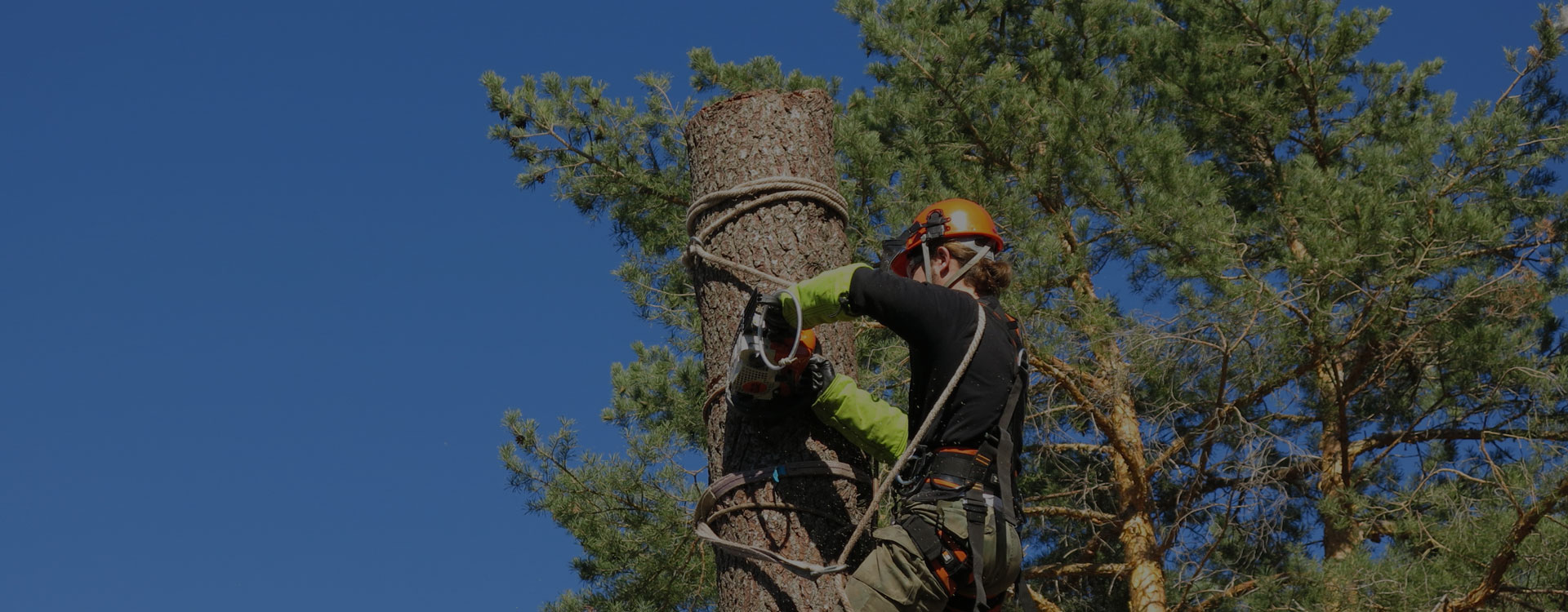 Forestal Sorribes